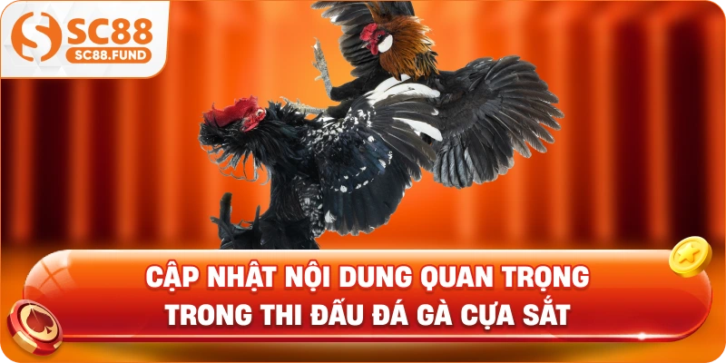 Cập nhật nội dung quan trọng trong thi đấu đá gà cựa sắt