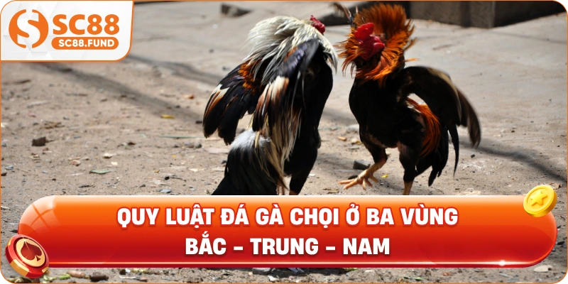 Quy luật đá gà chọi ở ba vùng Bắc - Trung - Nam